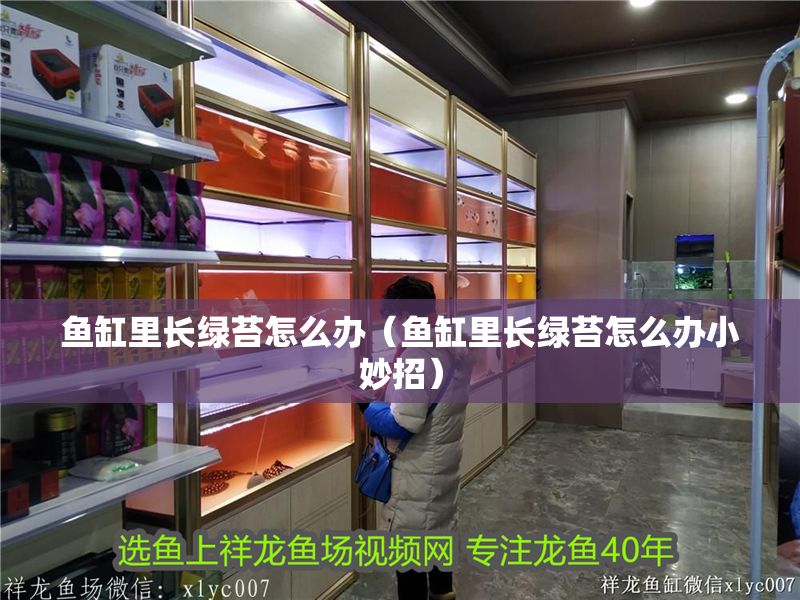 魚缸里長綠苔怎么辦（魚缸里長綠苔怎么辦小妙招）