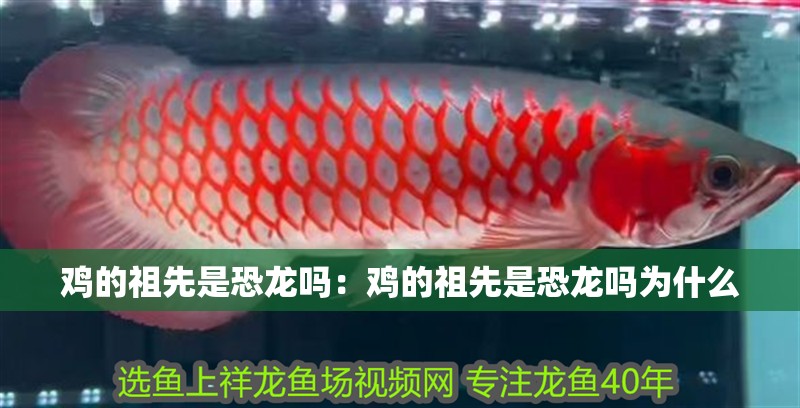 雞的祖先是恐龍嗎：雞的祖先是恐龍嗎為什么