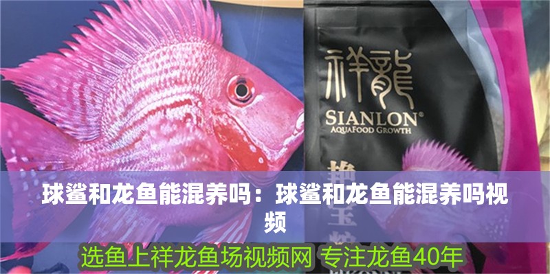 球鯊和龍魚能混養嗎：球鯊和龍魚能混養嗎視頻