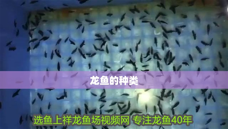 龍魚的種類 龍魚百科 第2張 龍魚的種類 龍魚的種類 龍魚百科 第2張