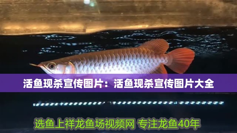 活魚現殺宣傳圖片：活魚現殺宣傳圖片大全
