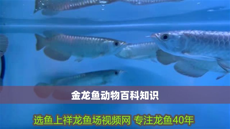 金龍魚動物百科知識