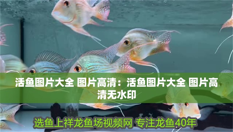 活魚圖片大全 圖片高清：活魚圖片大全 圖片高清無水印