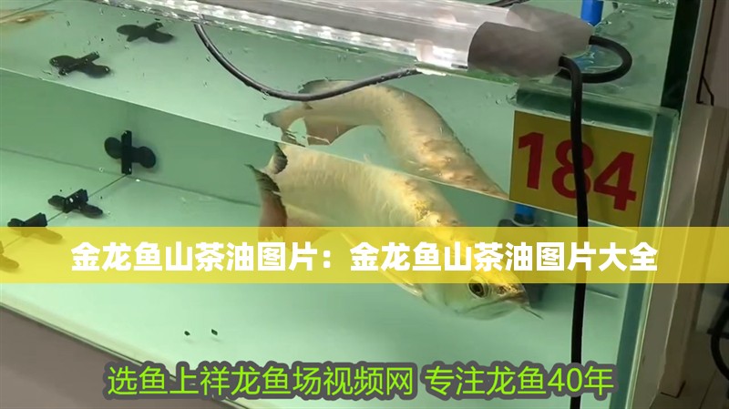 金龍魚山茶油圖片：金龍魚山茶油圖片大全