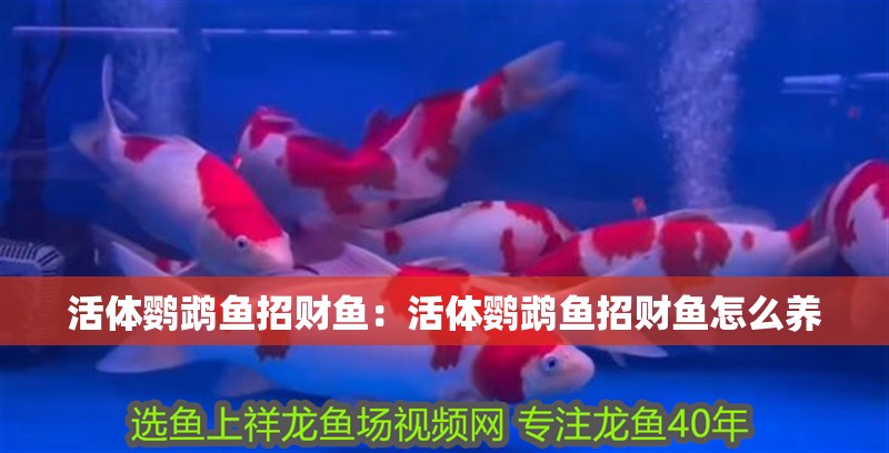 活體鸚鵡魚招財魚：活體鸚鵡魚招財魚怎么養