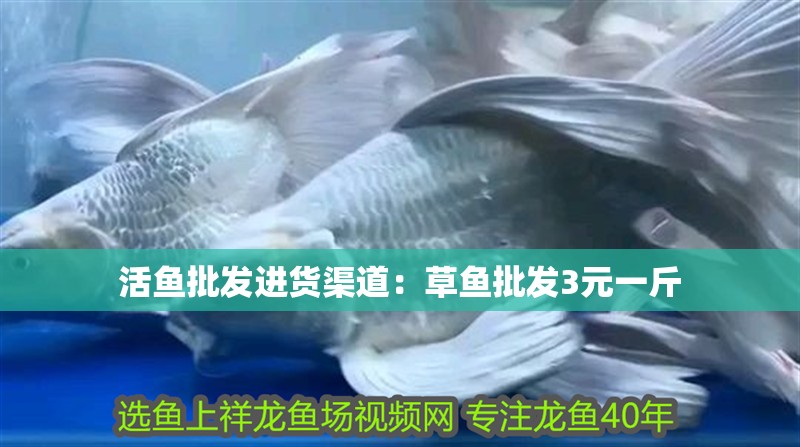 活魚批發進貨渠道：草魚批發3元一斤