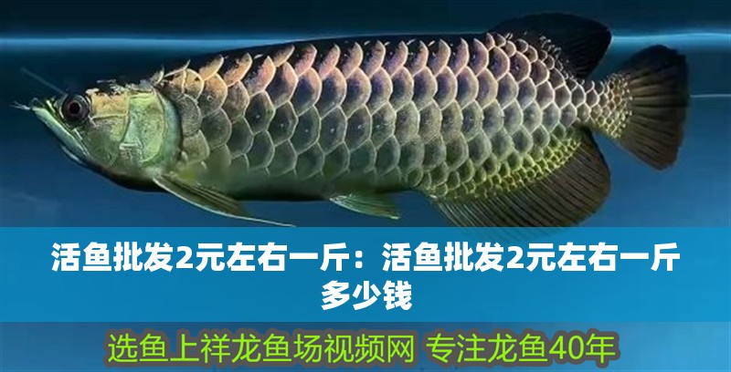 活魚批發2元左右一斤：活魚批發2元左右一斤多少錢