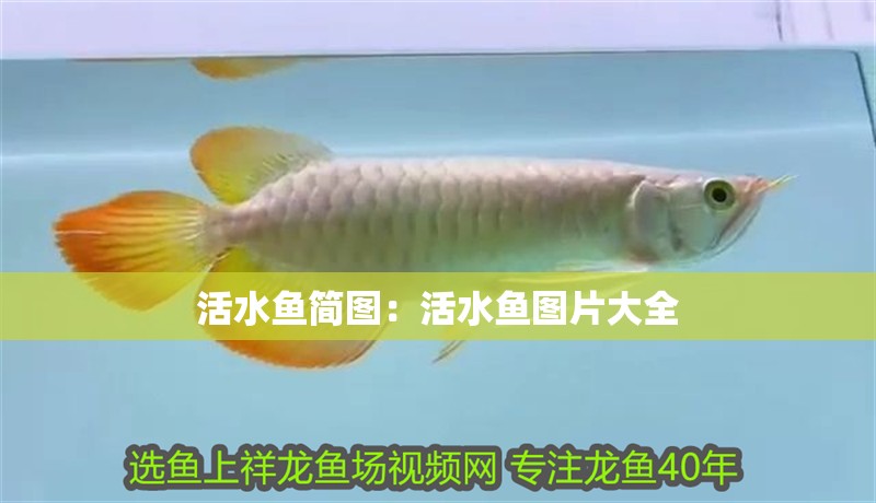 活水魚簡圖：活水魚圖片大全