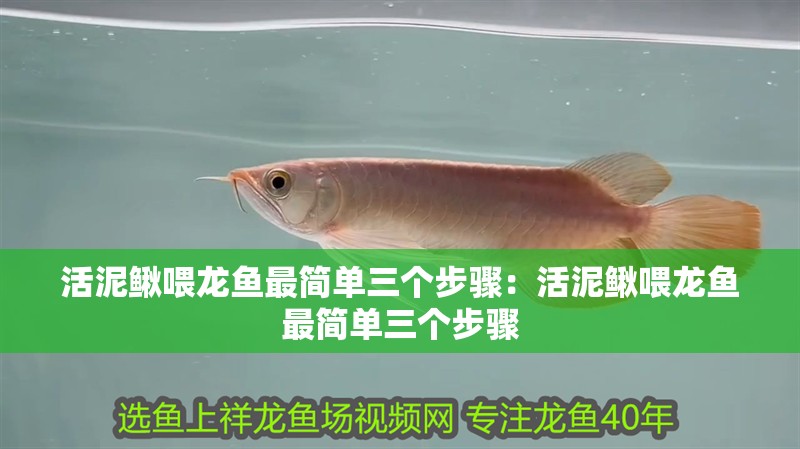 活泥鰍喂龍魚最簡單三個(gè)步驟：活泥鰍喂龍魚最簡單三個(gè)步驟