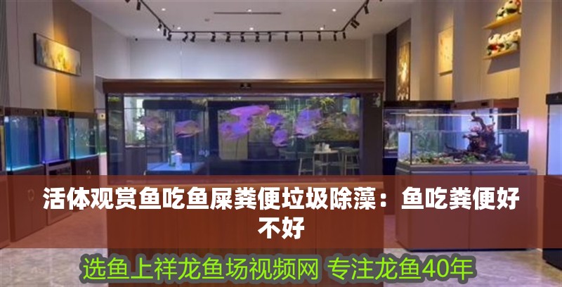 活體觀賞魚吃魚屎糞便垃圾除藻：魚吃糞便好不好