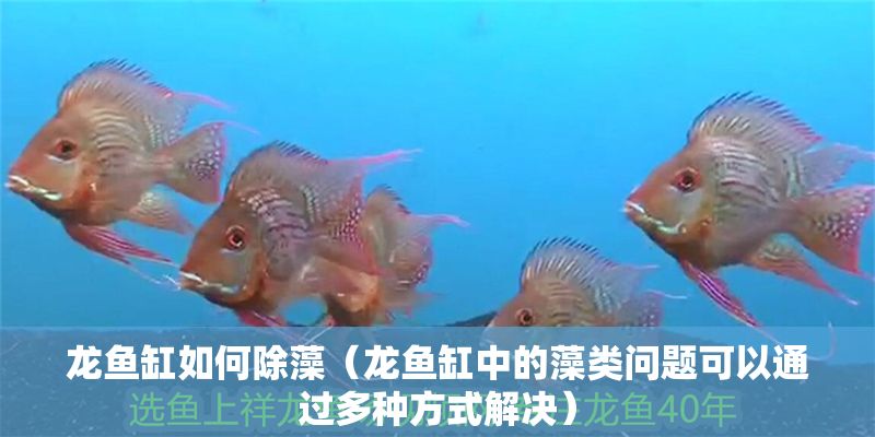龍魚缸如何除藻（龍魚缸中的藻類問題可以通過多種方式解決）