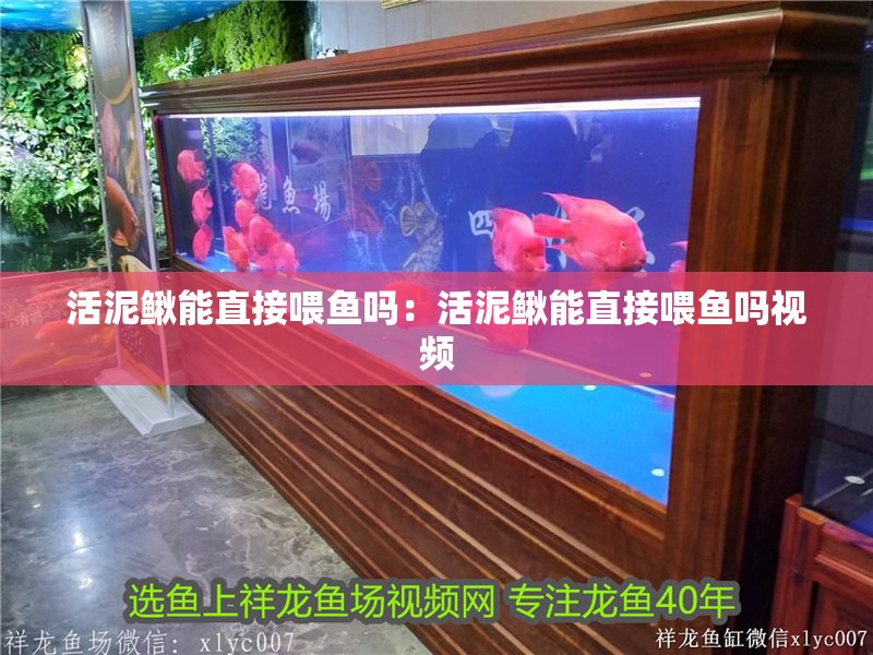 活泥鰍能直接喂魚嗎：活泥鰍能直接喂魚嗎視頻