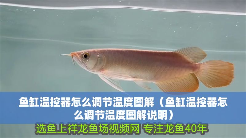 魚缸溫控器怎么調節溫度圖解（魚缸溫控器怎么調節溫度圖解說明）