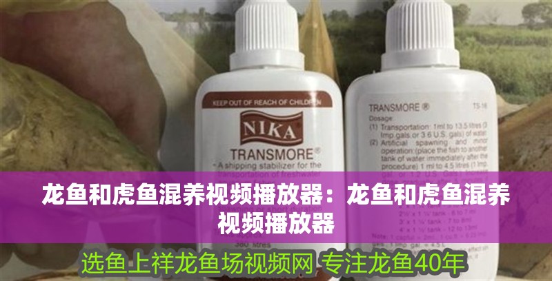 龍魚(yú)和虎魚(yú)混養(yǎng)視頻播放器：龍魚(yú)和虎魚(yú)混養(yǎng)視頻播放器