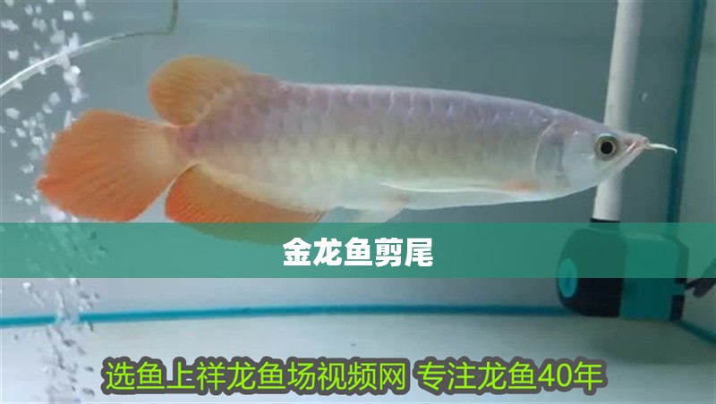 金龍魚剪尾