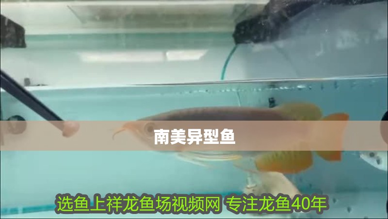 南美異型魚