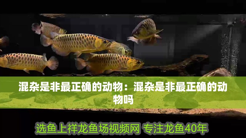混雜是非最正確的動物：混雜是非最正確的動物嗎