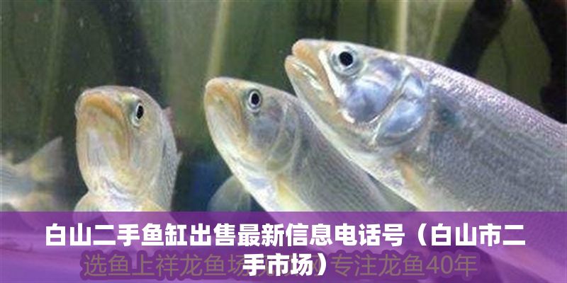 白山二手魚缸出售最新信息電話號（白山市二手市場）
