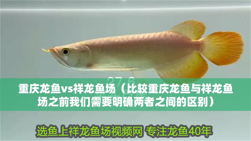 重慶龍魚vs祥龍魚場（比較重慶龍魚與祥龍魚場之前我們需要明確兩者之間的區別）