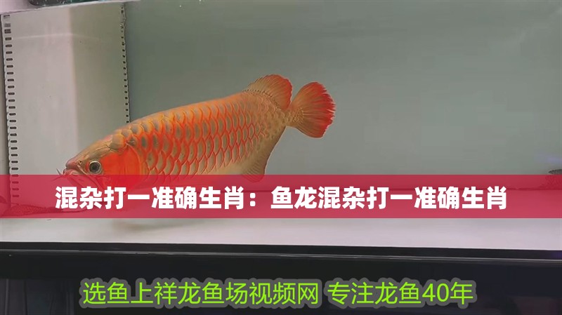 混雜打一準(zhǔn)確生肖：魚龍混雜打一準(zhǔn)確生肖