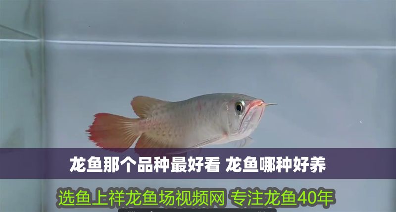 龍魚那個品種最好看 龍魚哪種好養