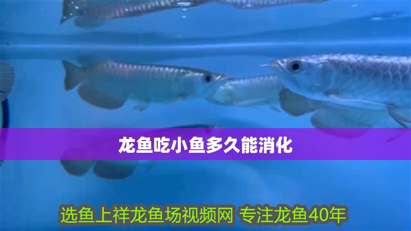 龍魚吃小魚多久能消化