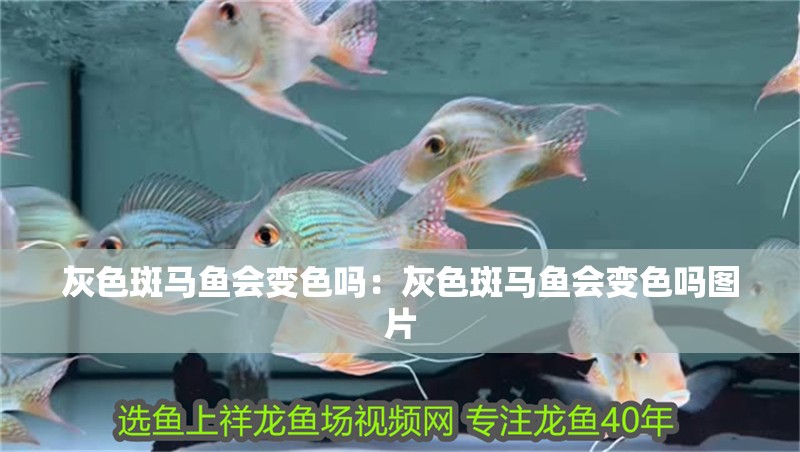 灰色斑馬魚會(huì)變色嗎：灰色斑馬魚會(huì)變色嗎圖片