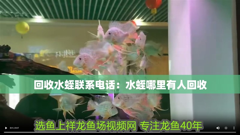 回收水蛭聯(lián)系電話：水蛭哪里有人回收