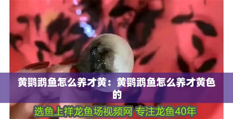 黃鸚鵡魚怎么養才黃：黃鸚鵡魚怎么養才黃色的