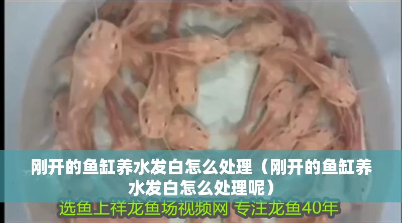 剛開的魚缸養(yǎng)水發(fā)白怎么處理（剛開的魚缸養(yǎng)水發(fā)白怎么處理呢）