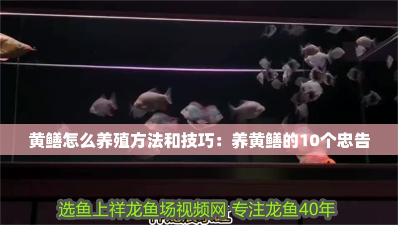 黃鱔怎么養殖方法和技巧：養黃鱔的10個忠告