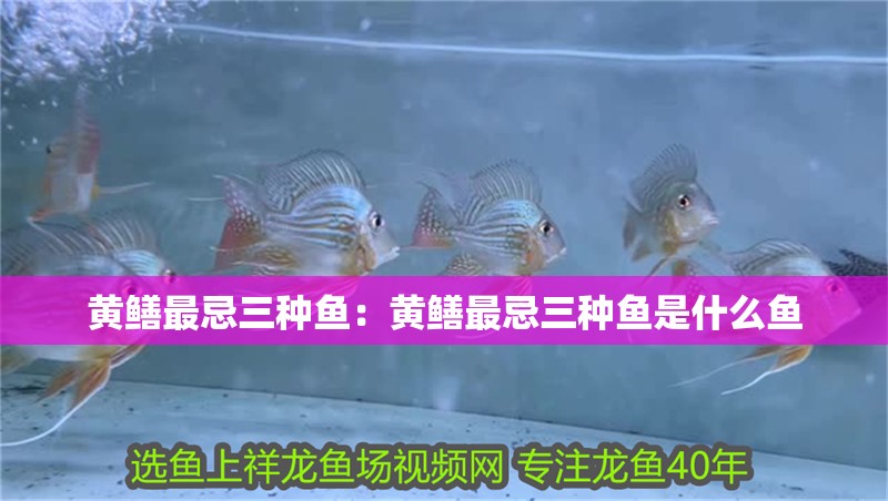 黃鱔最忌三種魚：黃鱔最忌三種魚是什么魚