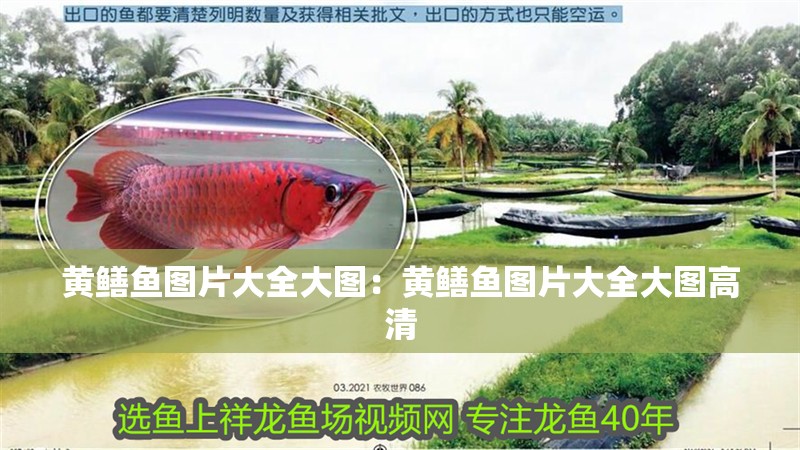 黃鱔魚圖片大全大圖：黃鱔魚圖片大全大圖高清