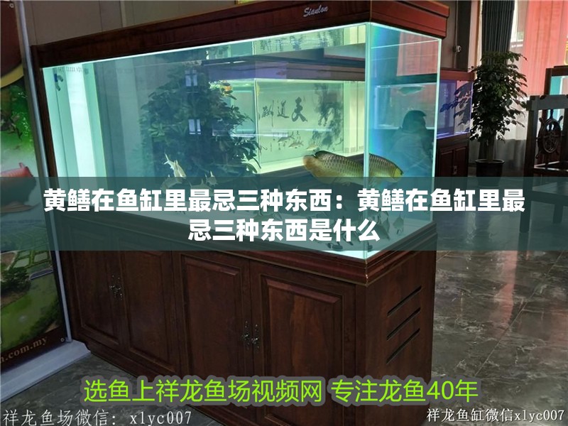 黃鱔在魚缸里最忌三種東西：黃鱔在魚缸里最忌三種東西是什么
