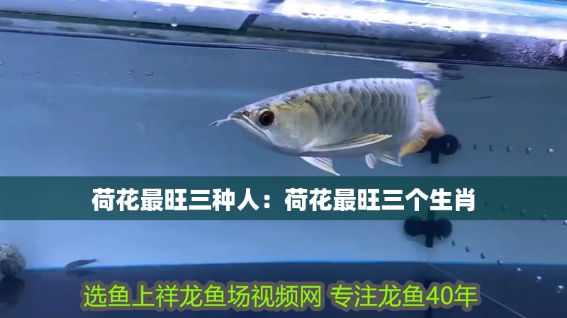 荷花最旺三種人：荷花最旺三個生肖