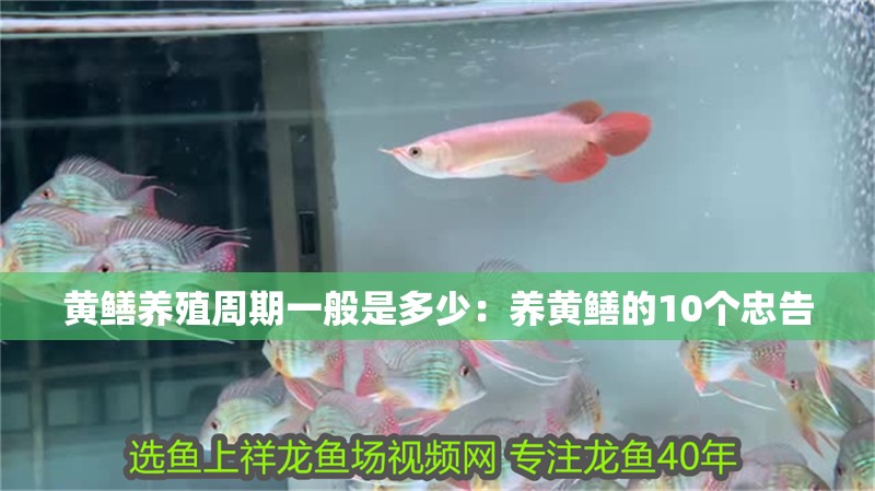 黃鱔養(yǎng)殖周期一般是多少：養(yǎng)黃鱔的10個忠告