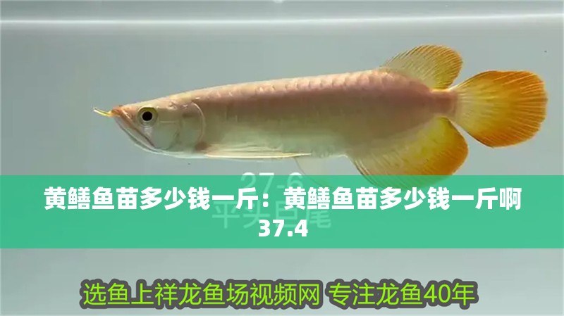 黃鱔魚苗多少錢一斤：黃鱔魚苗多少錢一斤啊37.4