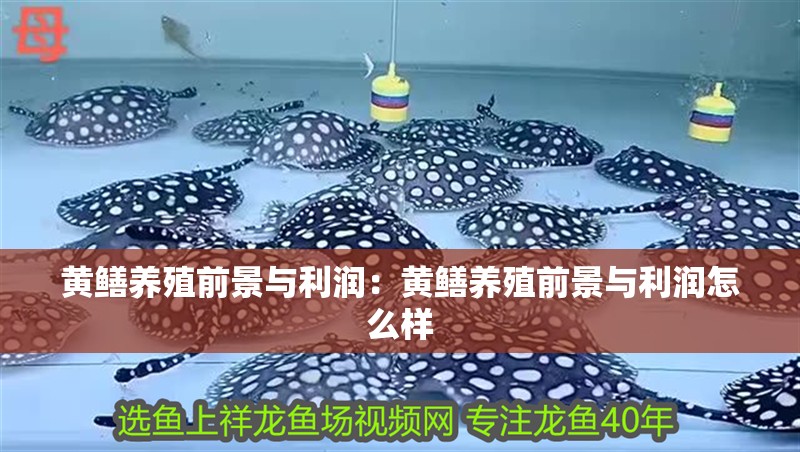 黃鱔養(yǎng)殖前景與利潤：黃鱔養(yǎng)殖前景與利潤怎么樣