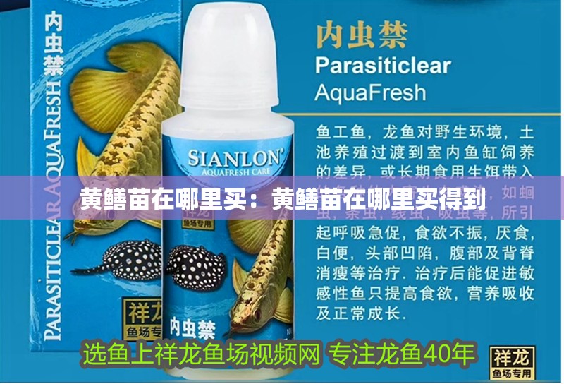 黃鱔苗在哪里買：黃鱔苗在哪里買得到