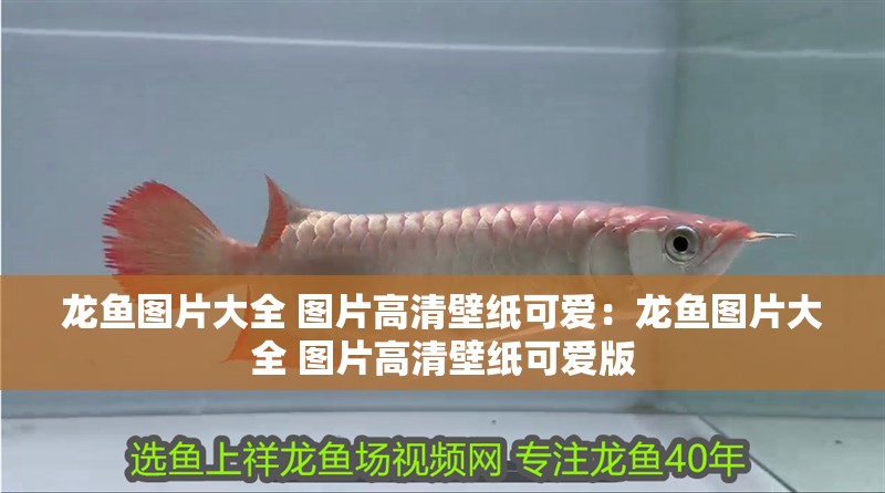 龍魚圖片大全 圖片高清壁紙可愛：龍魚圖片大全 圖片高清壁紙可愛版