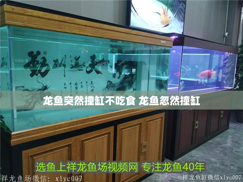 龍魚(yú)突然撞缸不吃食 龍魚(yú)忽然撞缸