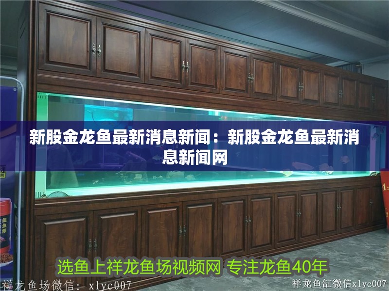 新股金龍魚最新消息新聞：新股金龍魚最新消息新聞網