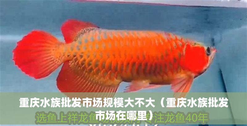 重慶水族批發市場規模大不大（重慶水族批發市場在哪里）