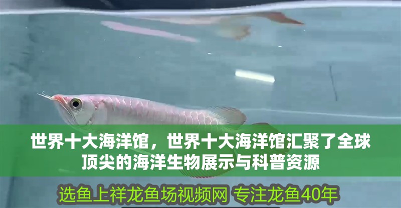 世界十大海洋館，世界十大海洋館匯聚了全球頂尖的海洋生物展示與科普資源