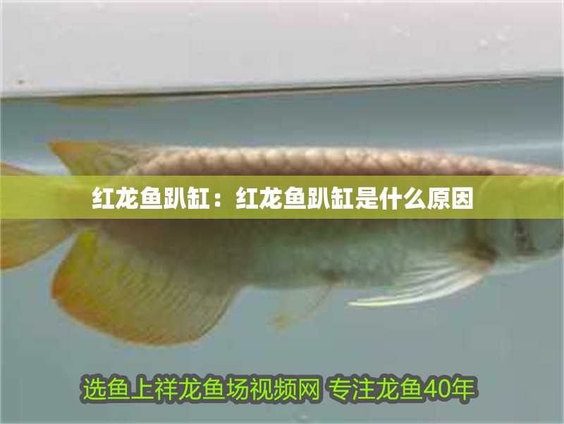紅龍魚趴缸：紅龍魚趴缸是什么原因
