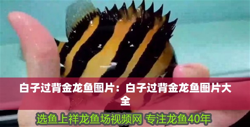白子過背金龍魚圖片：白子過背金龍魚圖片大全