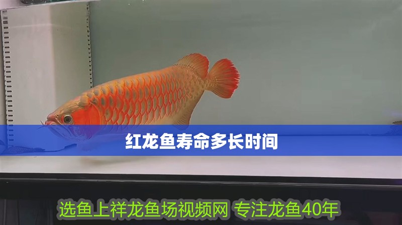 紅龍魚壽命多長時間