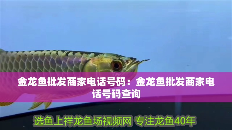 金龍魚批發商家電話號碼：金龍魚批發商家電話號碼查詢