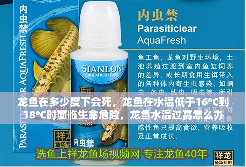 龍魚在多少度下會死，龍魚在水溫低于16℃到18℃時面臨生命危險，龍魚水溫過高怎么辦