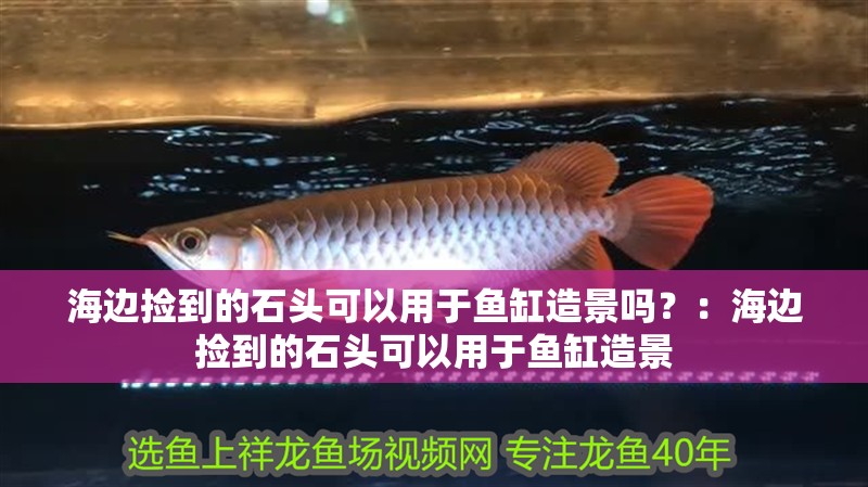 海邊撿到的石頭可以用于魚缸造景嗎？：海邊撿到的石頭可以用于魚缸造景